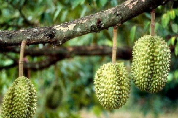 durian