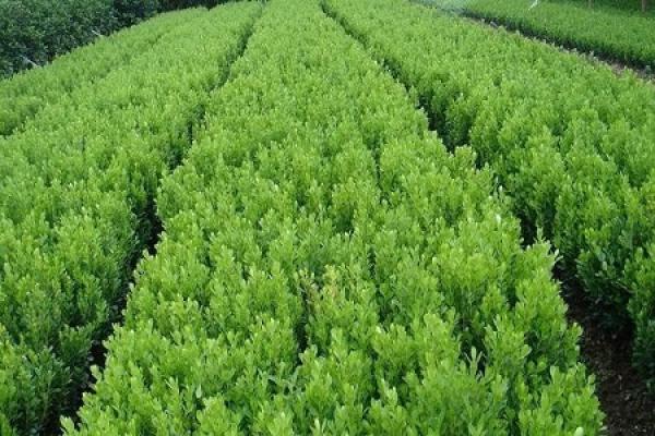 Euonymus japonicus