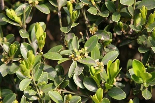 Boxwood