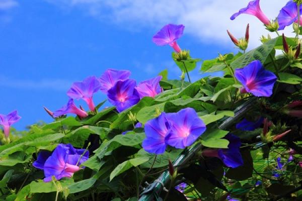 morning glory