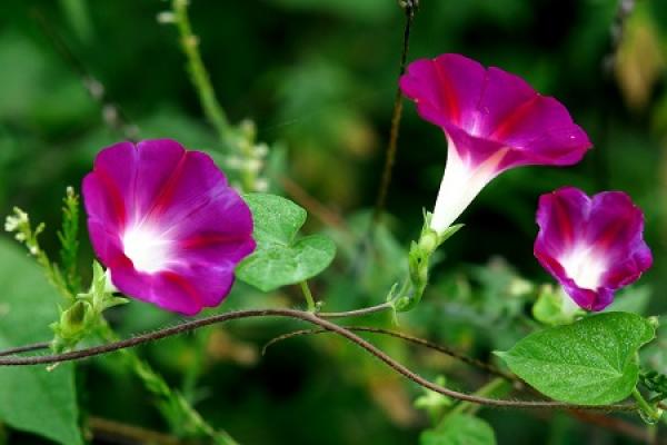 Morning Glory