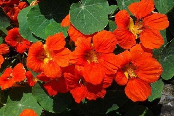 Tropaeolum