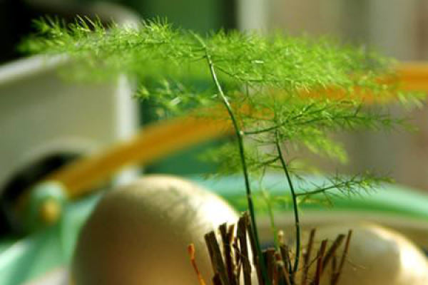 brown sugar brown sugar