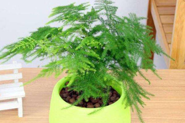 brown sugar brown sugar