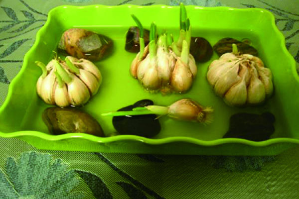 Hydroponic garlic