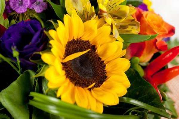 sunflower