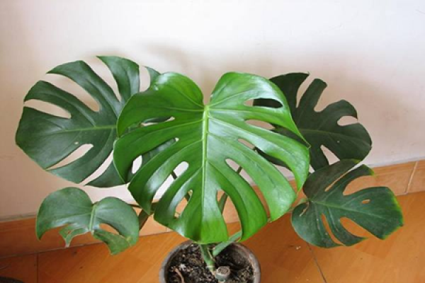 keel flower