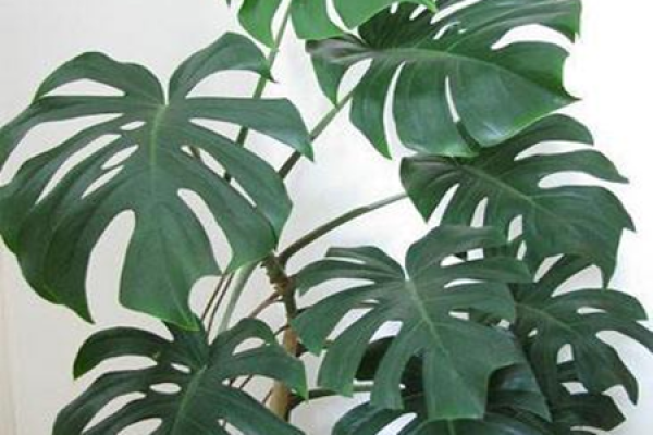Turtle Back Bamboo