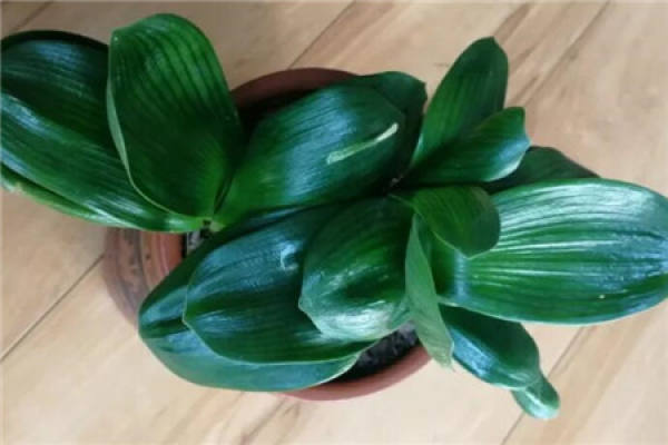 Clivia miniata