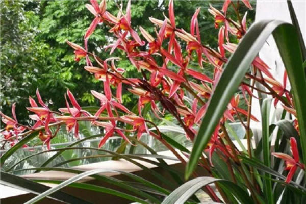 Cymbidium
