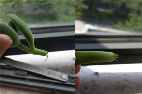 Fleshy