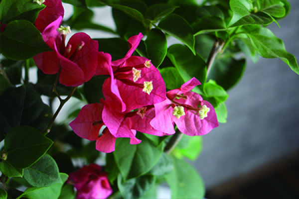 Bougainvillea