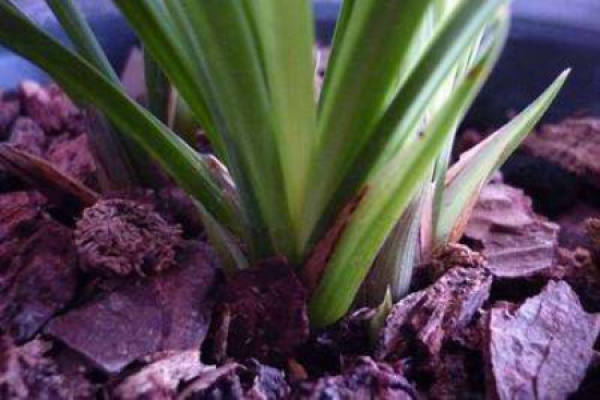 Plant