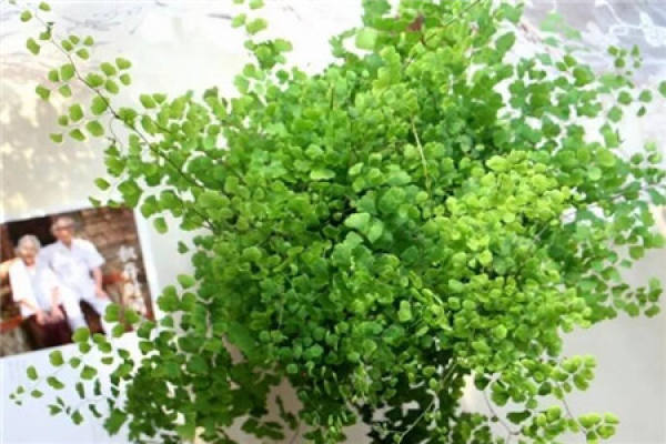 Maidenhair fern