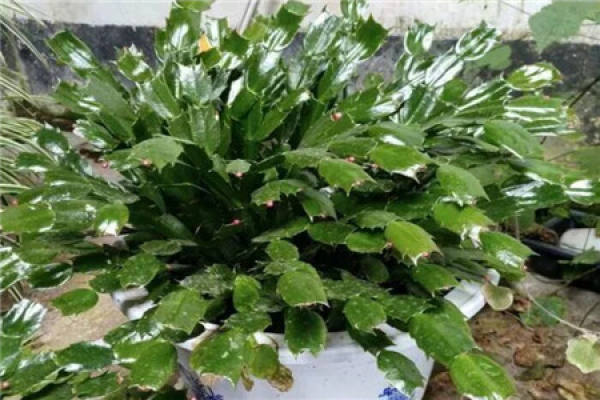 Zygocactus japonicus