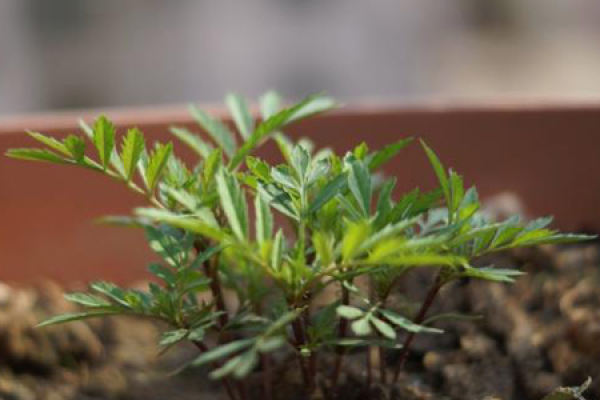 Tagetes patula L.