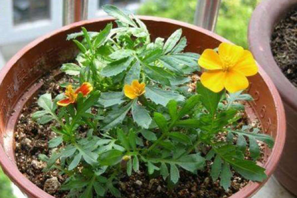 Tagetes LIS
