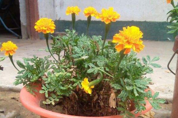 Tagetes LIS