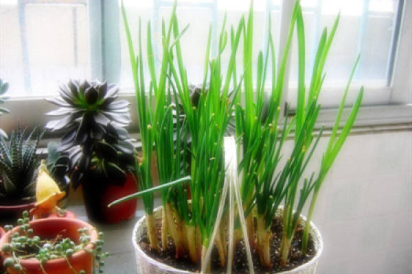 Chive