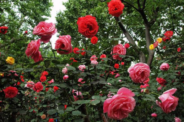 Chinese rose