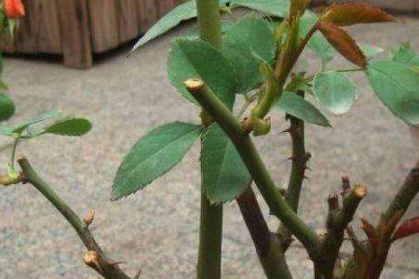 Pruning flowers