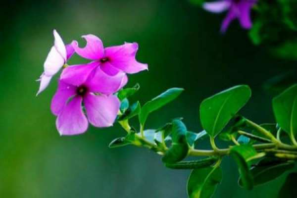 Catharanthus