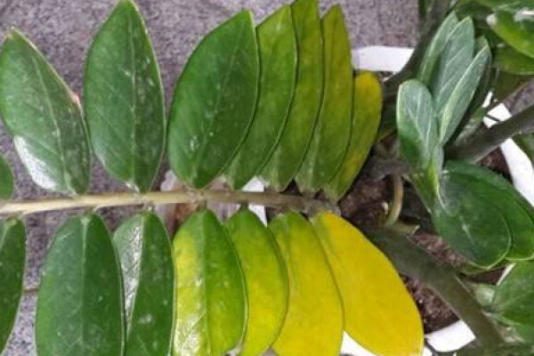 Yellow Leaf