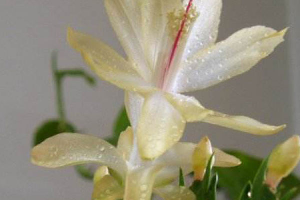 Dance of the Fallen Flower