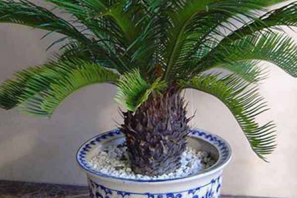 Pineapple Cycas