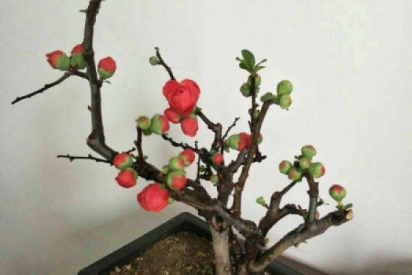 Japanese cherry blossom