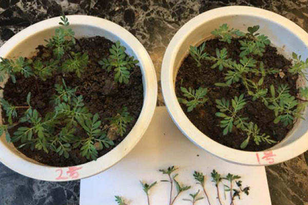 Tagetes patula L.