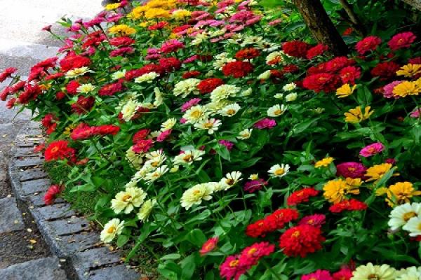 Zinnia
