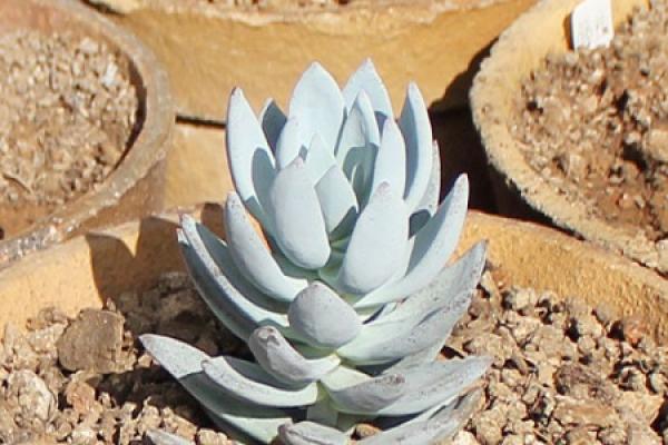 frost Dynasty