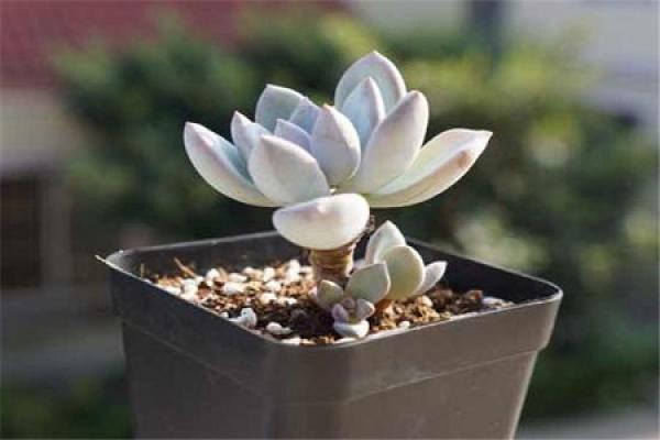 Frost Dynasty