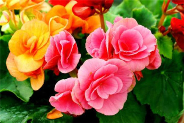 azalea