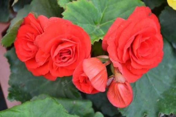 Rieger Begonia