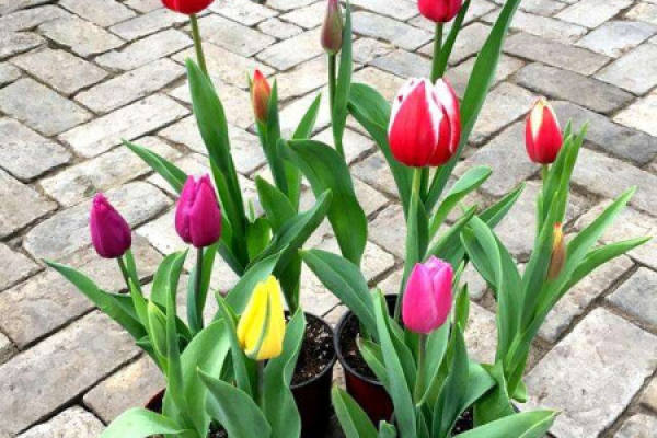 Tulip
