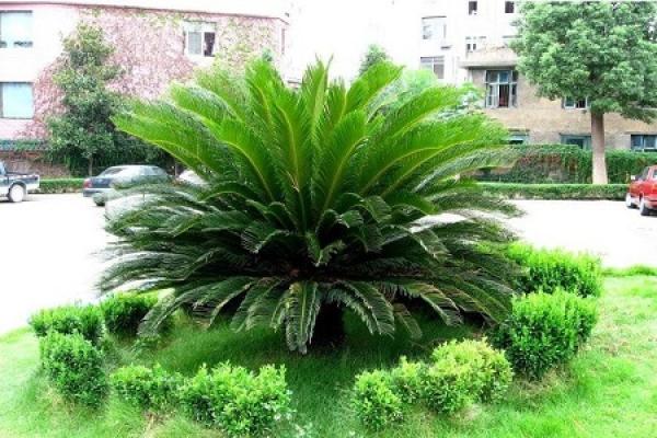 Cycas