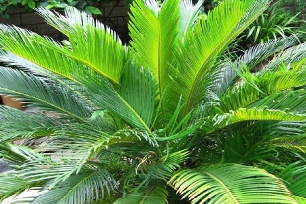 Cycas revoluta