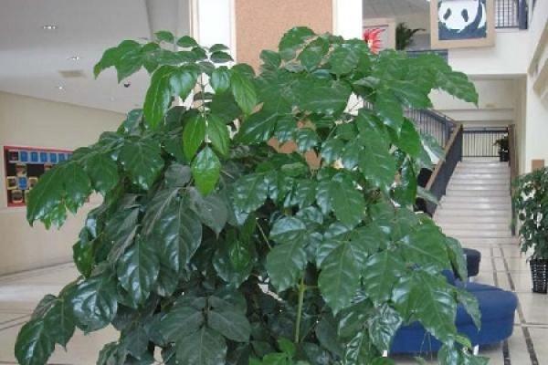 green treasure tree