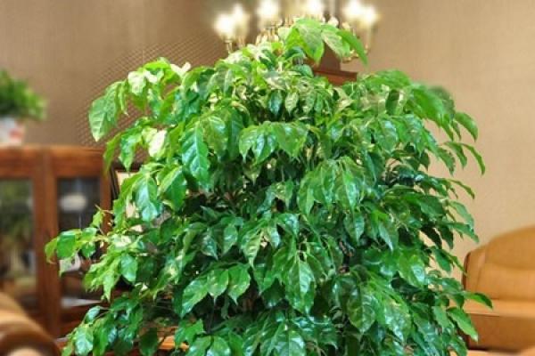 Emerald Tree
