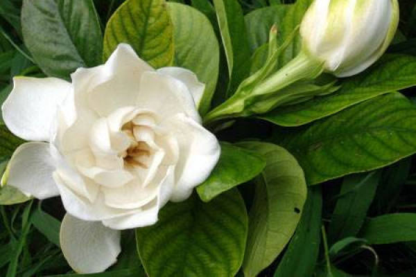 Gardenia jasminoides