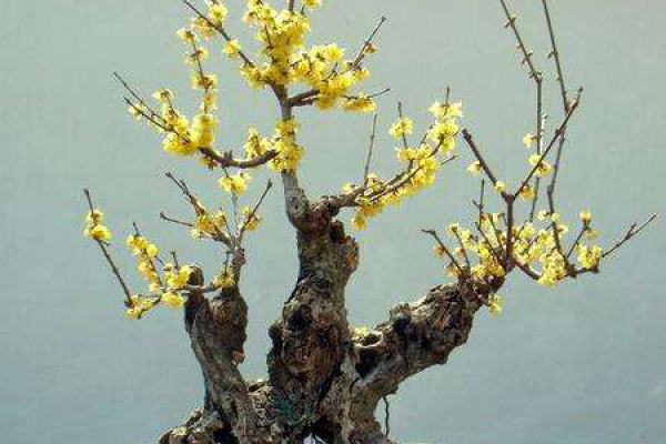 Wintersweet