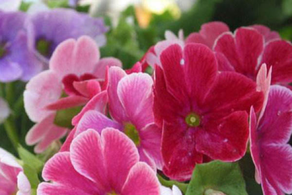 Primula tetraphylla