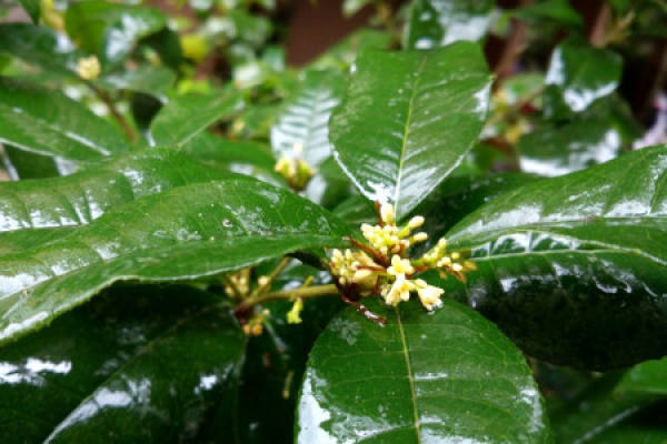 Cinnamomum japonicum Cinnamomum japonicum