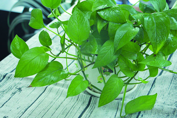 Green dill Green dill