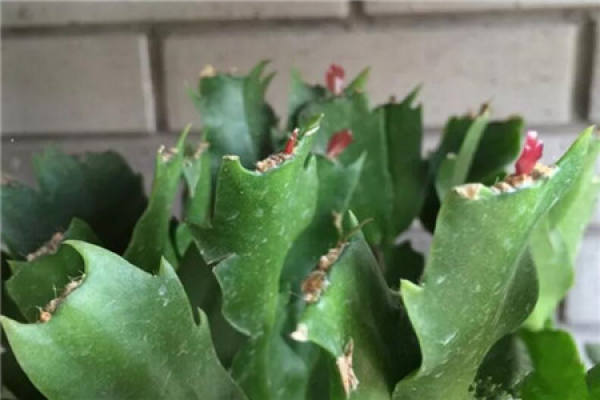 Zygocactus japonicus