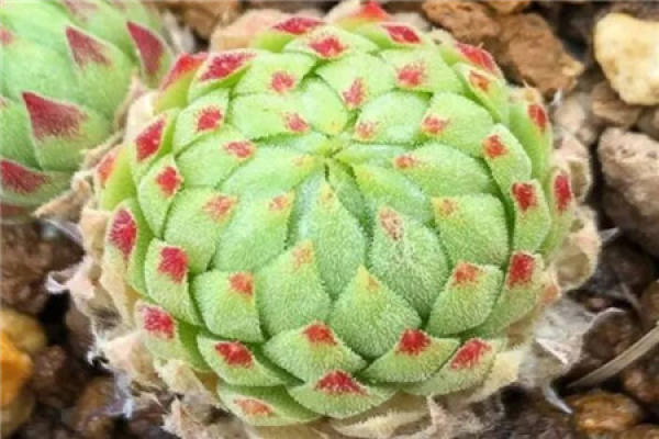 Fleshy