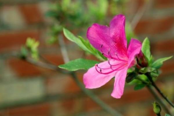 azalea