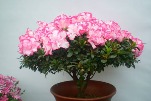 Rhododendron